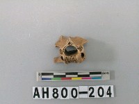 藏品(獸骨殘骸)的圖片